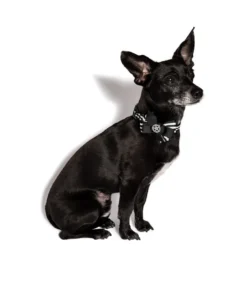 CMT Believe In Yourself - Dog Collar