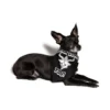 Blackcraft Cult Cuz Jesus Doesn't - Pet Bandana